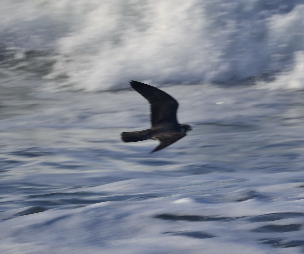 sokol stěhovavý - ML646281805