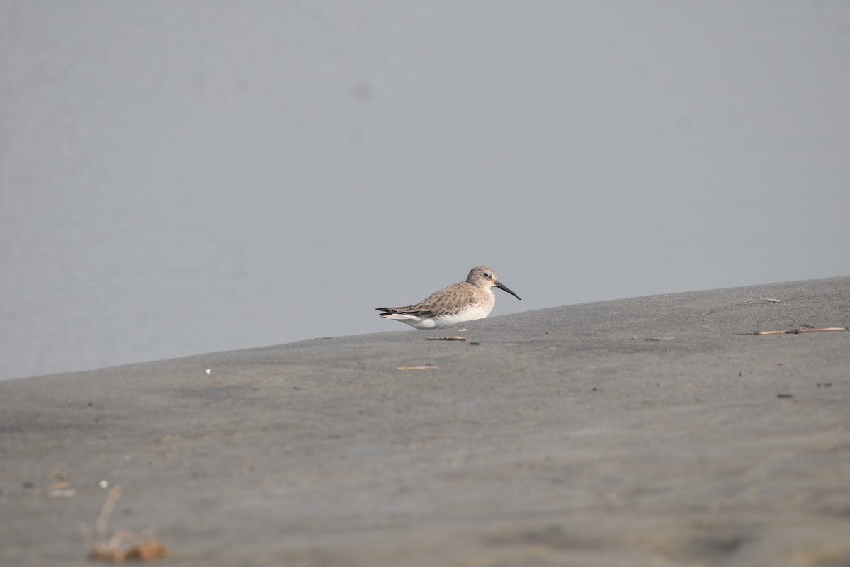 jespák obecný - ML646281806