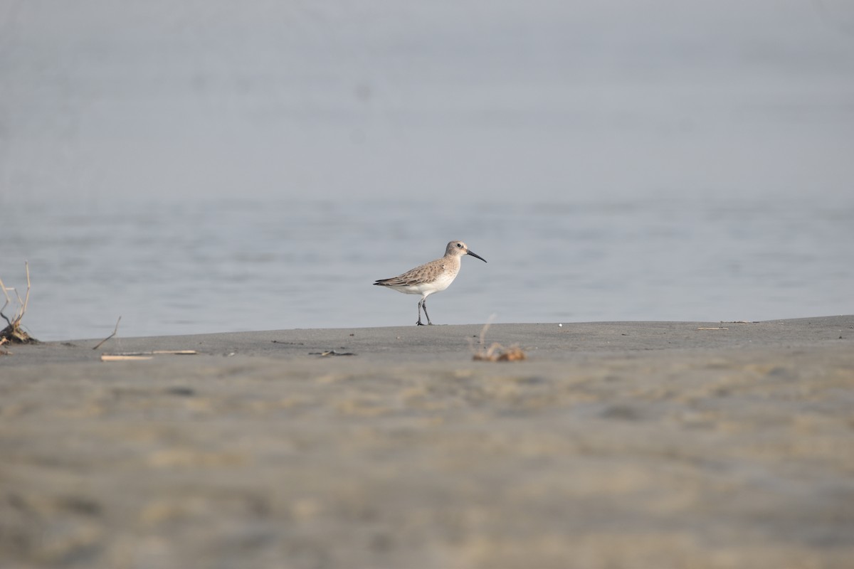 jespák obecný - ML646281807