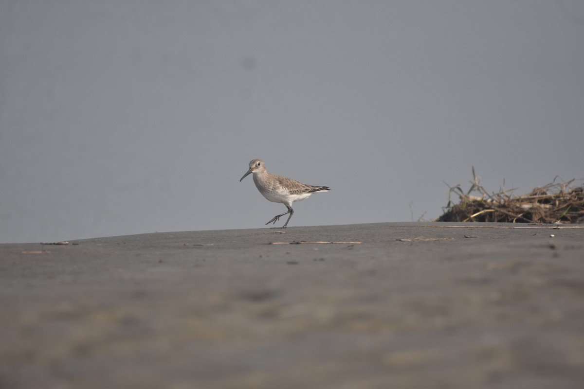 jespák obecný - ML646281808