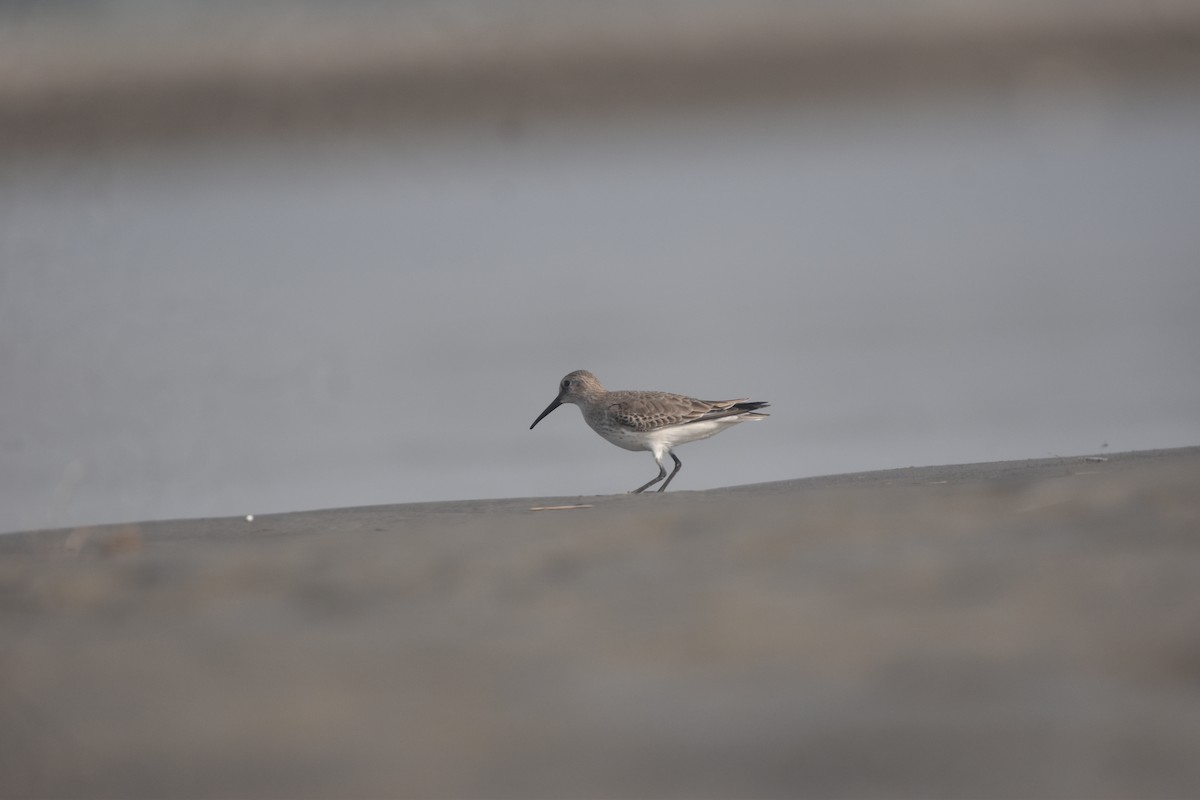 jespák obecný - ML646281809