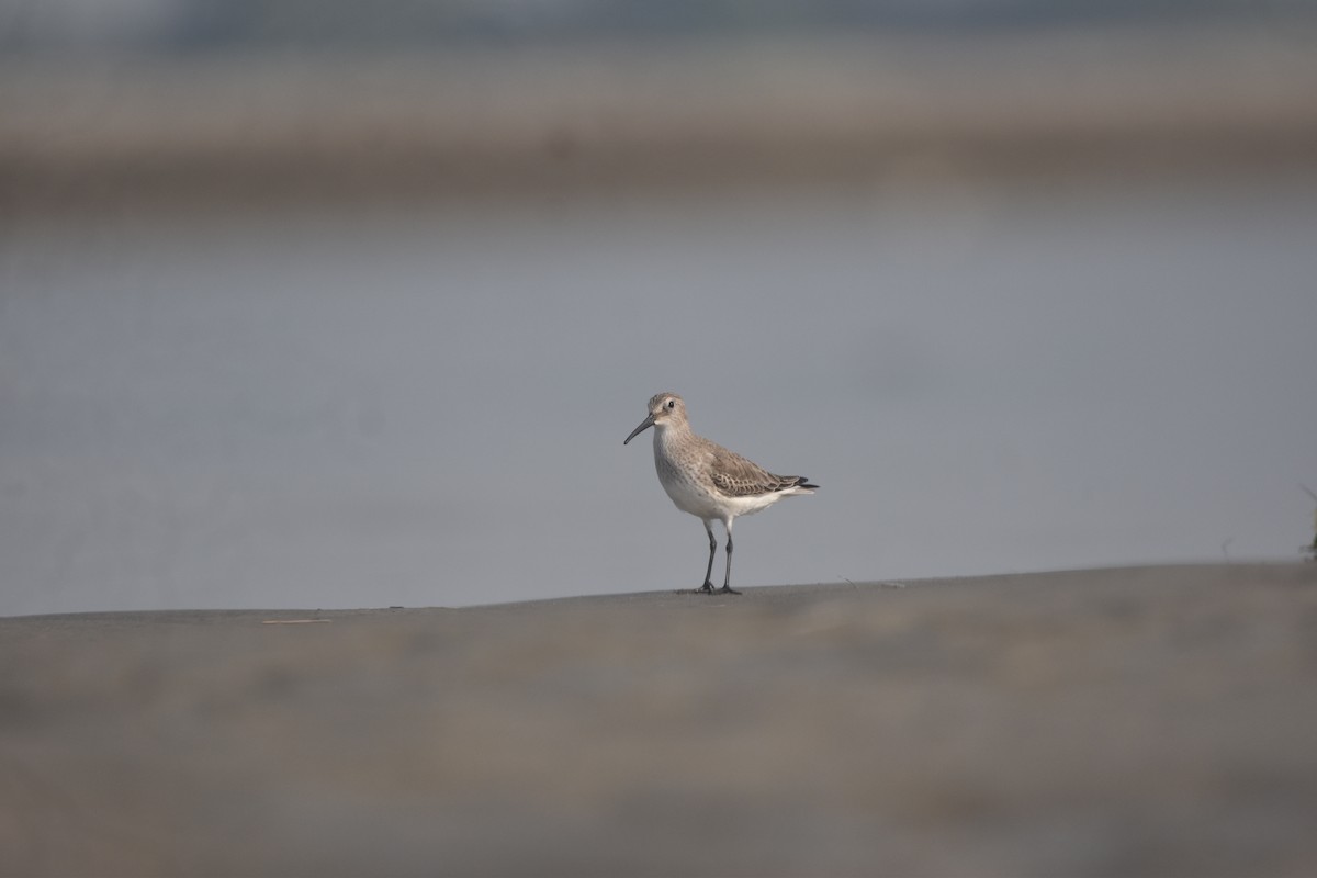 jespák obecný - ML646281810