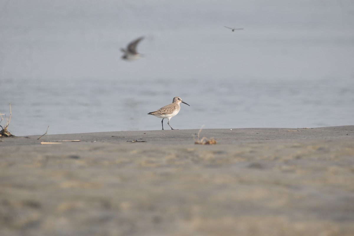 jespák obecný - ML646281811