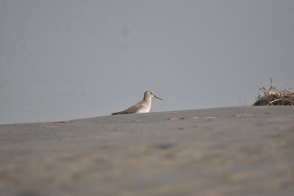 jespák obecný - ML646281812