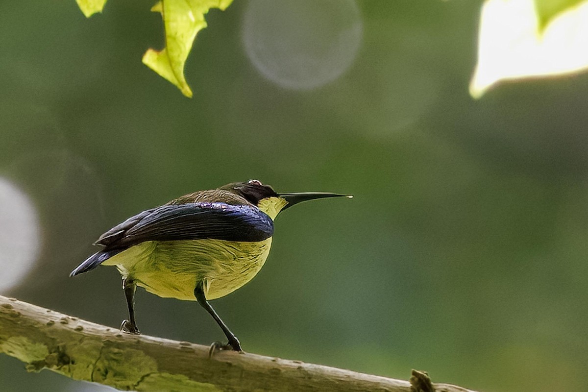Metallic-winged Sunbird - ML646281817