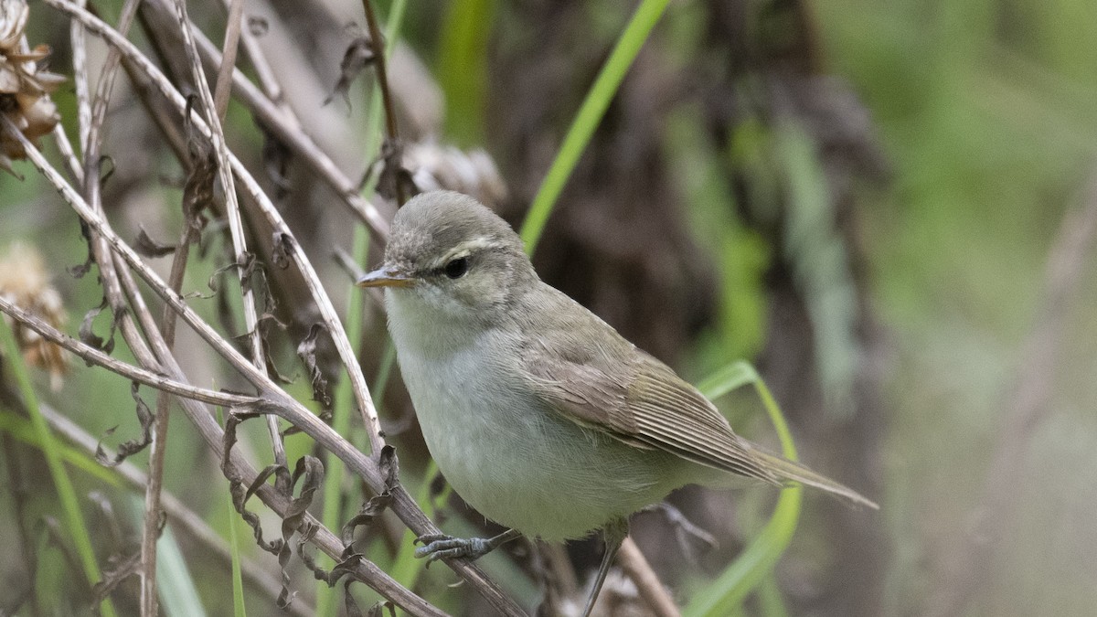Greenish Warbler - ML646281818