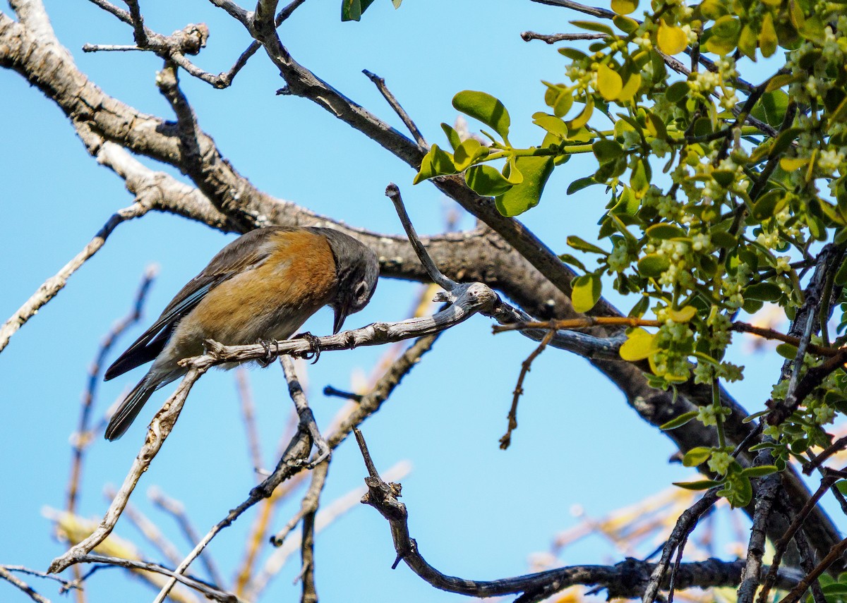 Western Bluebird - ML646281820