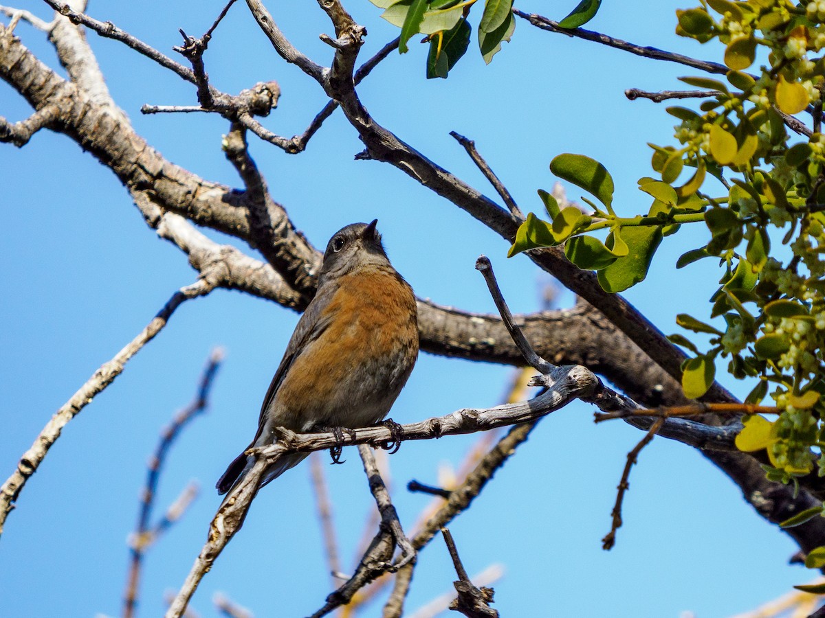 Western Bluebird - ML646281821