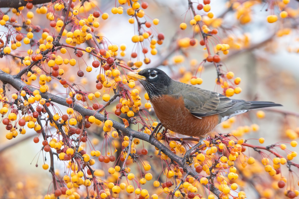American Robin (migratorius Group) - ML646281822