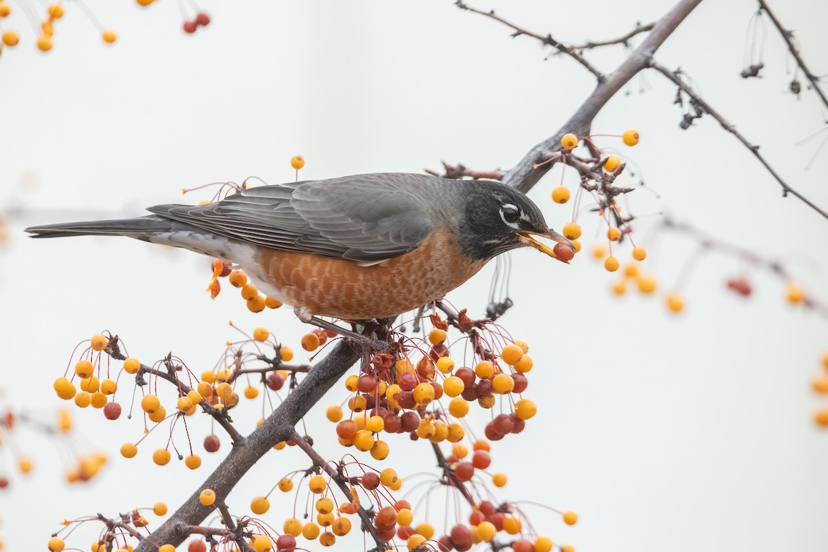 American Robin (migratorius Group) - ML646281823