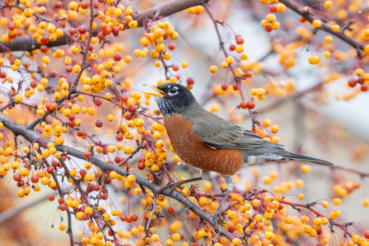 American Robin (migratorius Group) - ML646281824