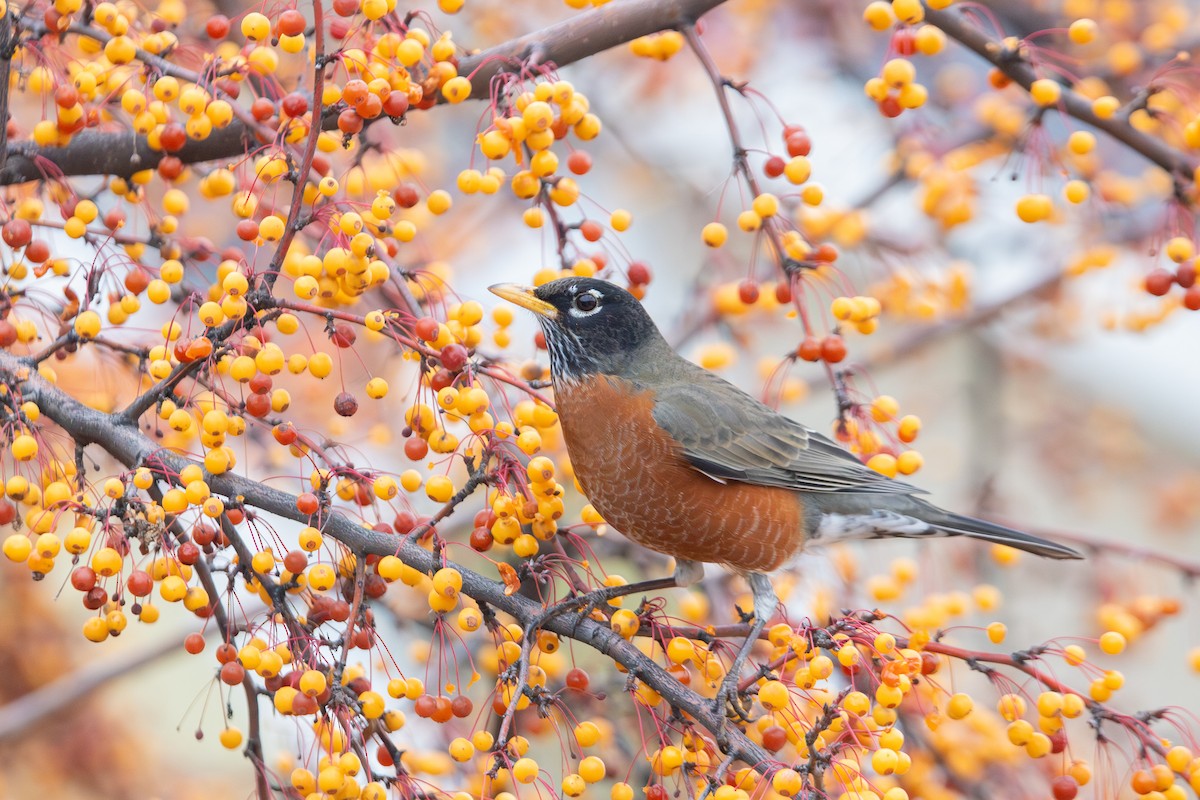 American Robin (migratorius Group) - ML646281825