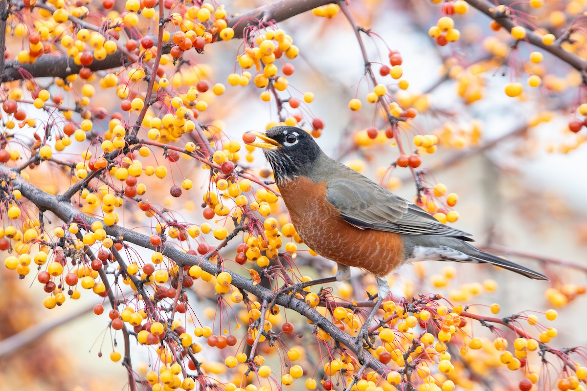 American Robin (migratorius Group) - ML646281826