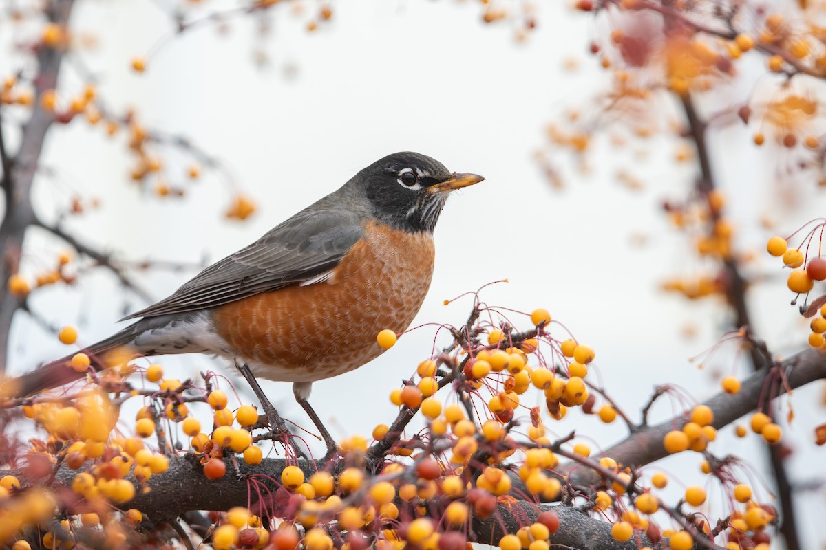 American Robin (migratorius Group) - ML646281827