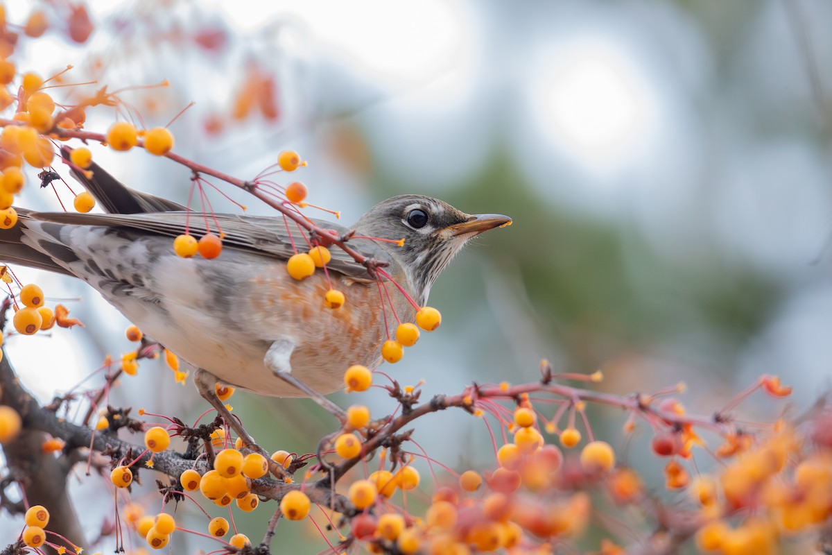 American Robin (migratorius Group) - ML646281828