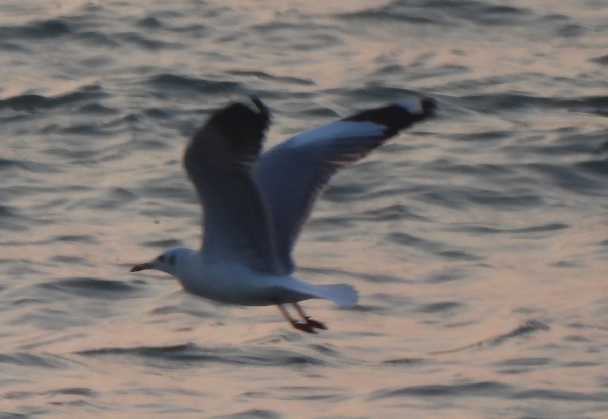 Brown-headed Gull - ML646281836
