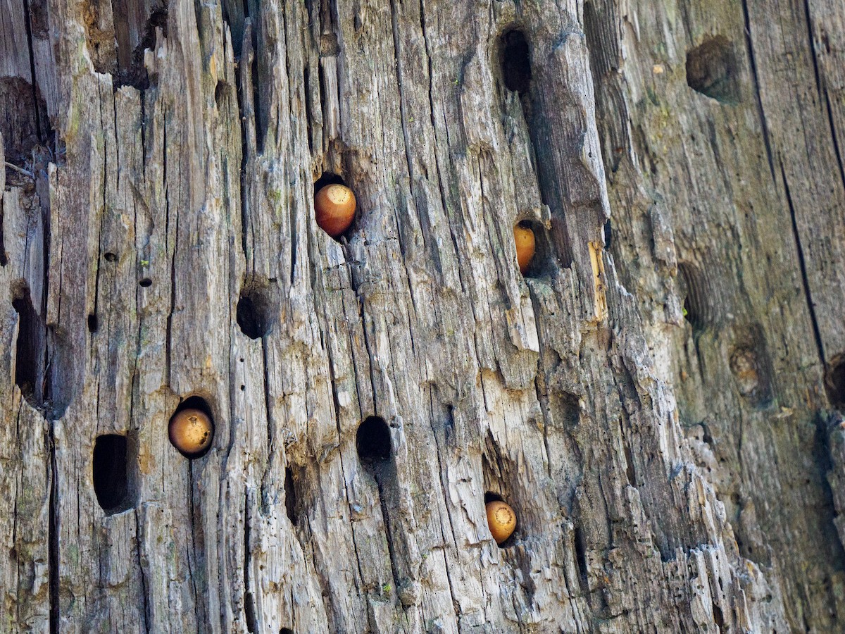 Acorn Woodpecker - ML646281838
