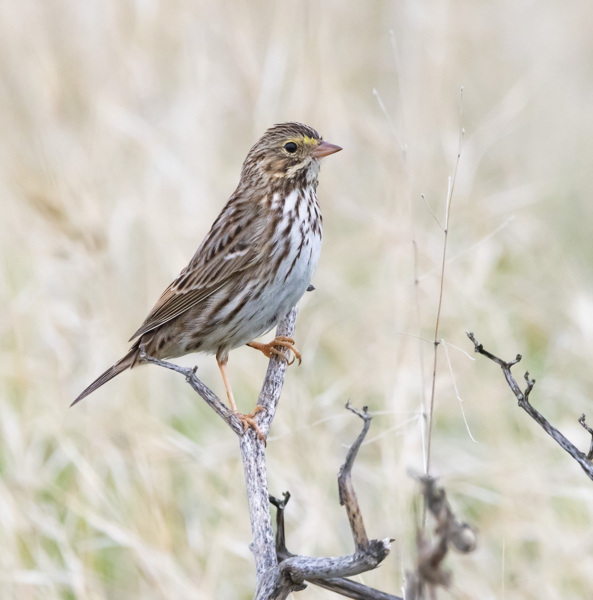 Savannah Sparrow - ML646281839