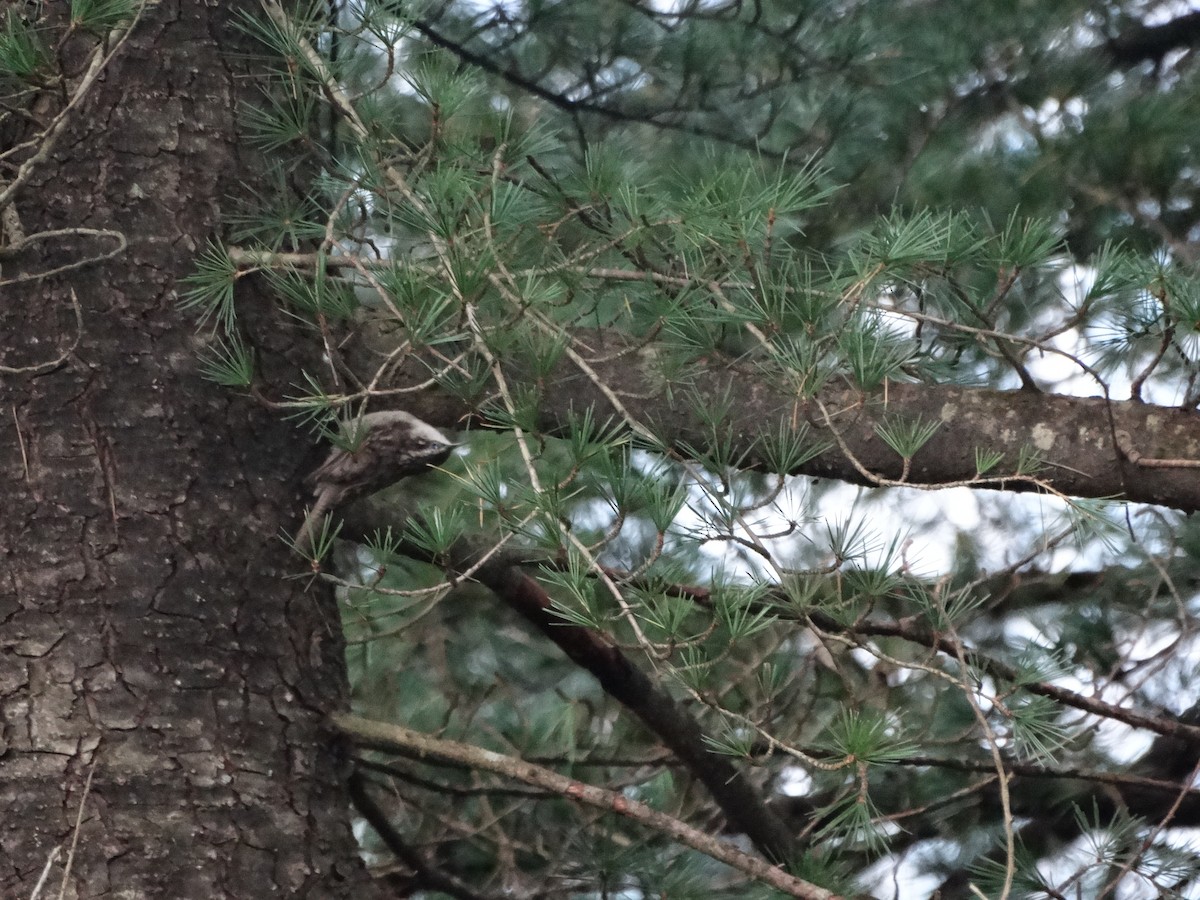 Bar-tailed Treecreeper - ML646281840