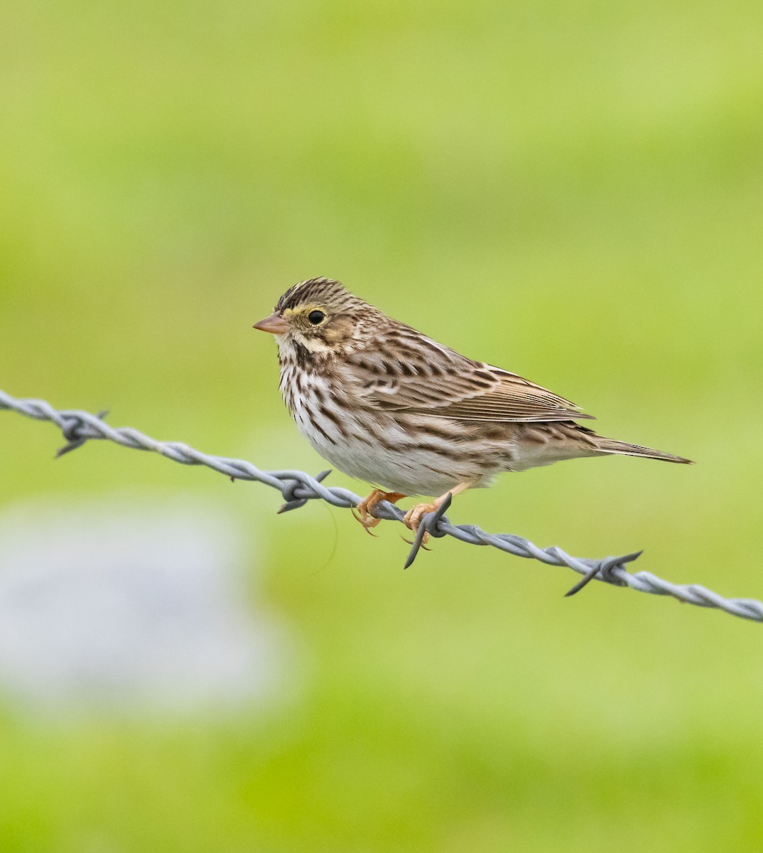 Savannah Sparrow - ML646281841
