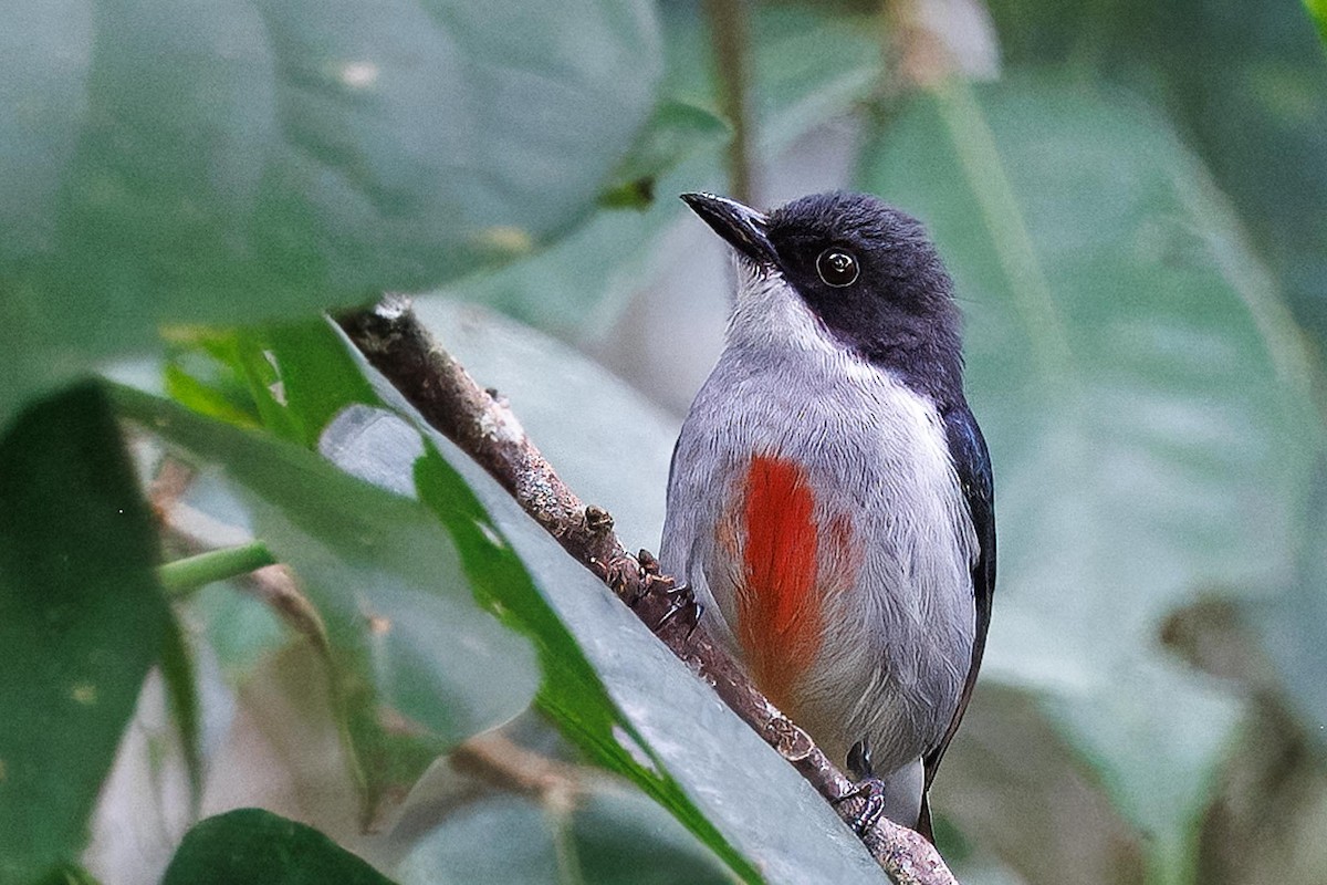 Red-keeled Flowerpecker - ML646281842