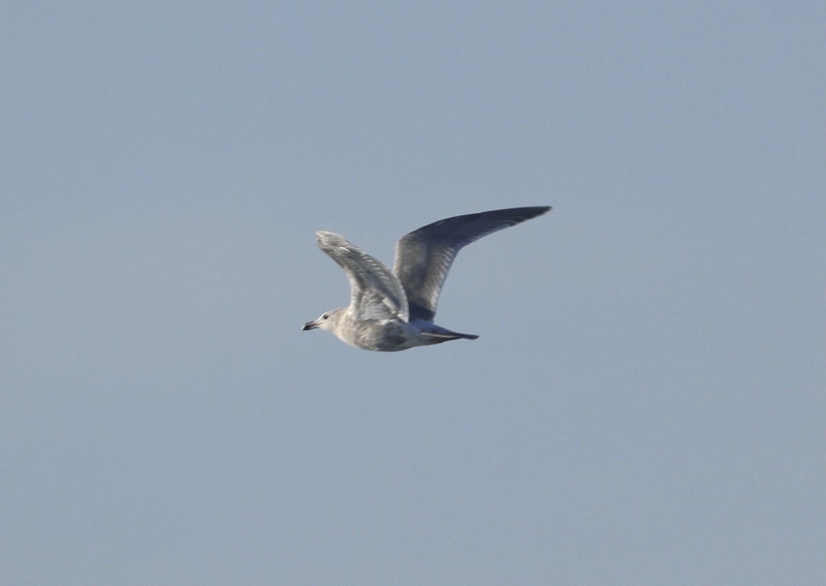 Larus sp. - ML646281850