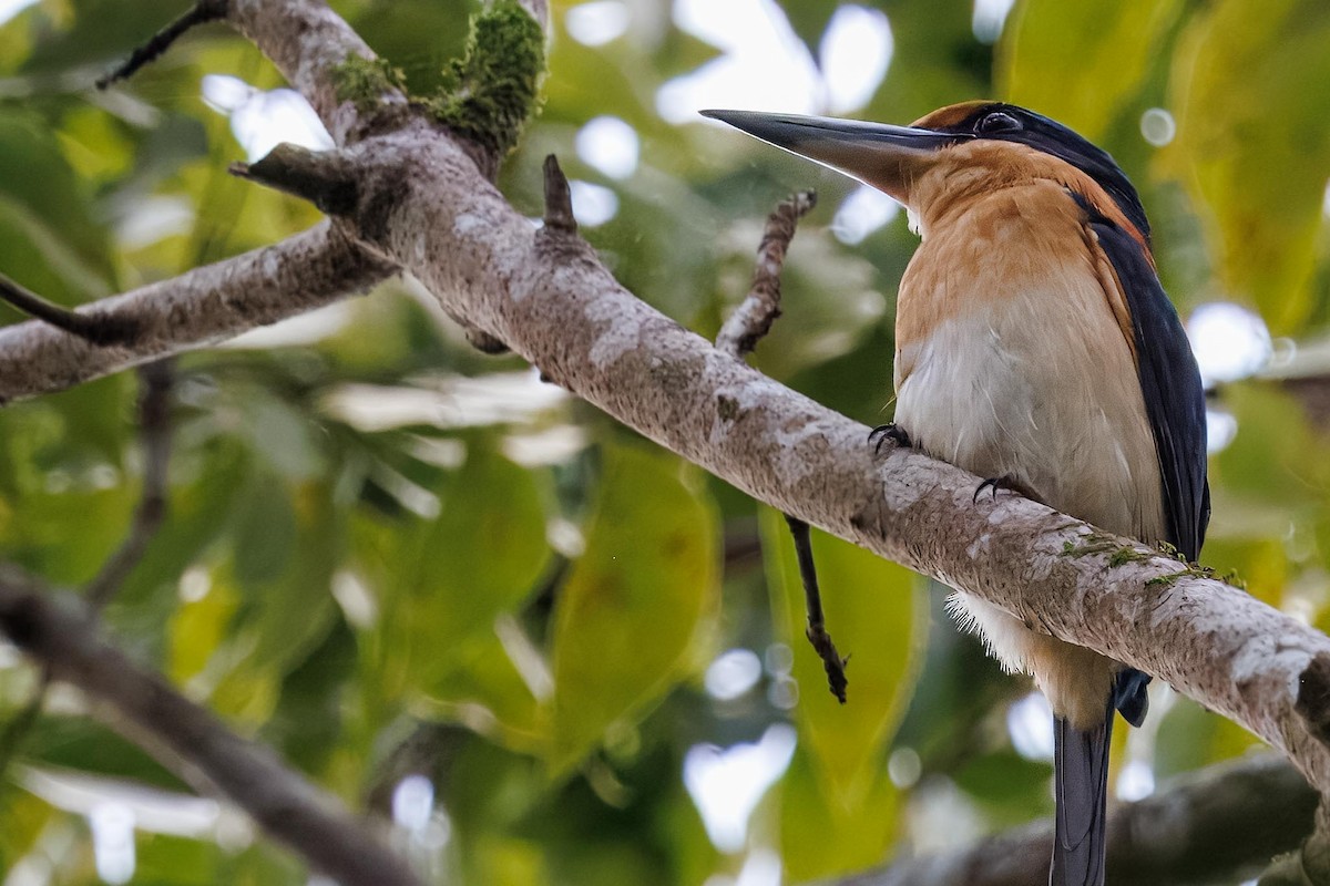 Rufous-lored Kingfisher - ML646281851