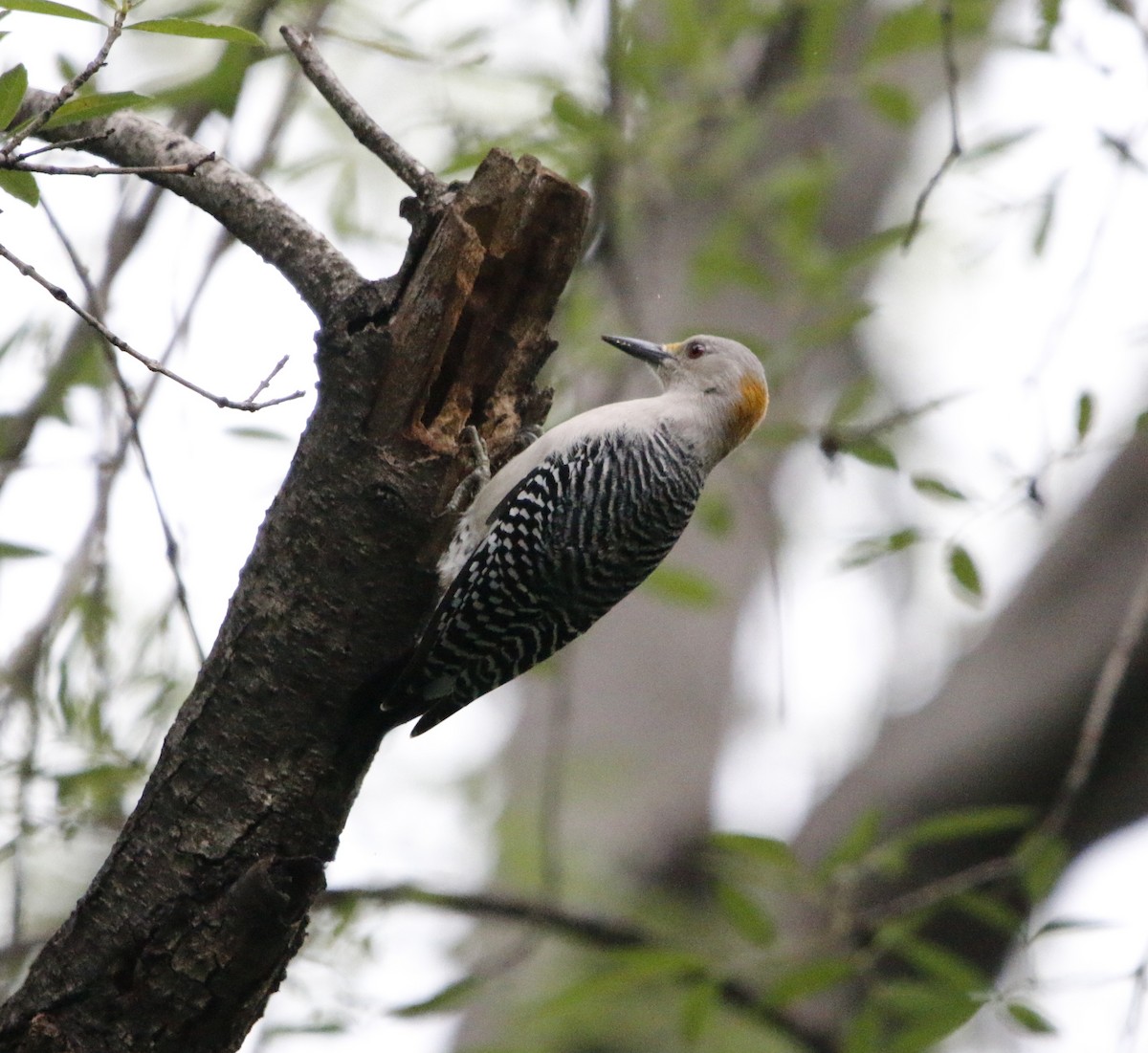 Golden-fronted Woodpecker - ML646281865