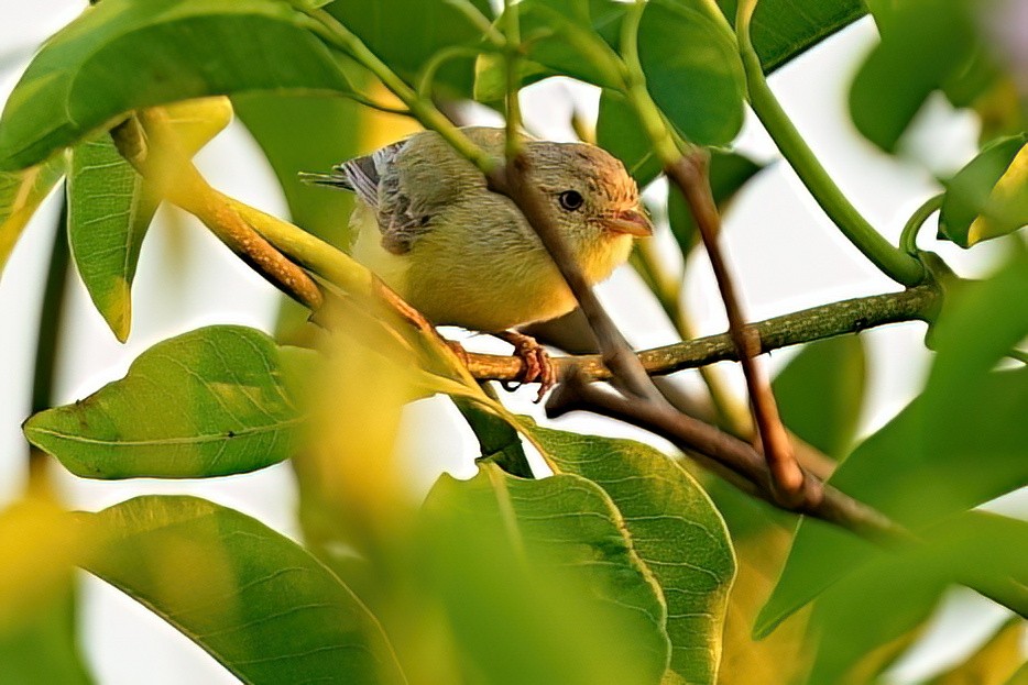 stumpnebb - ML646281870