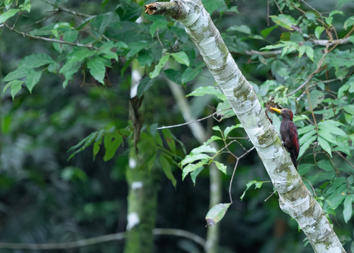 Maroon Woodpecker - ML646281871