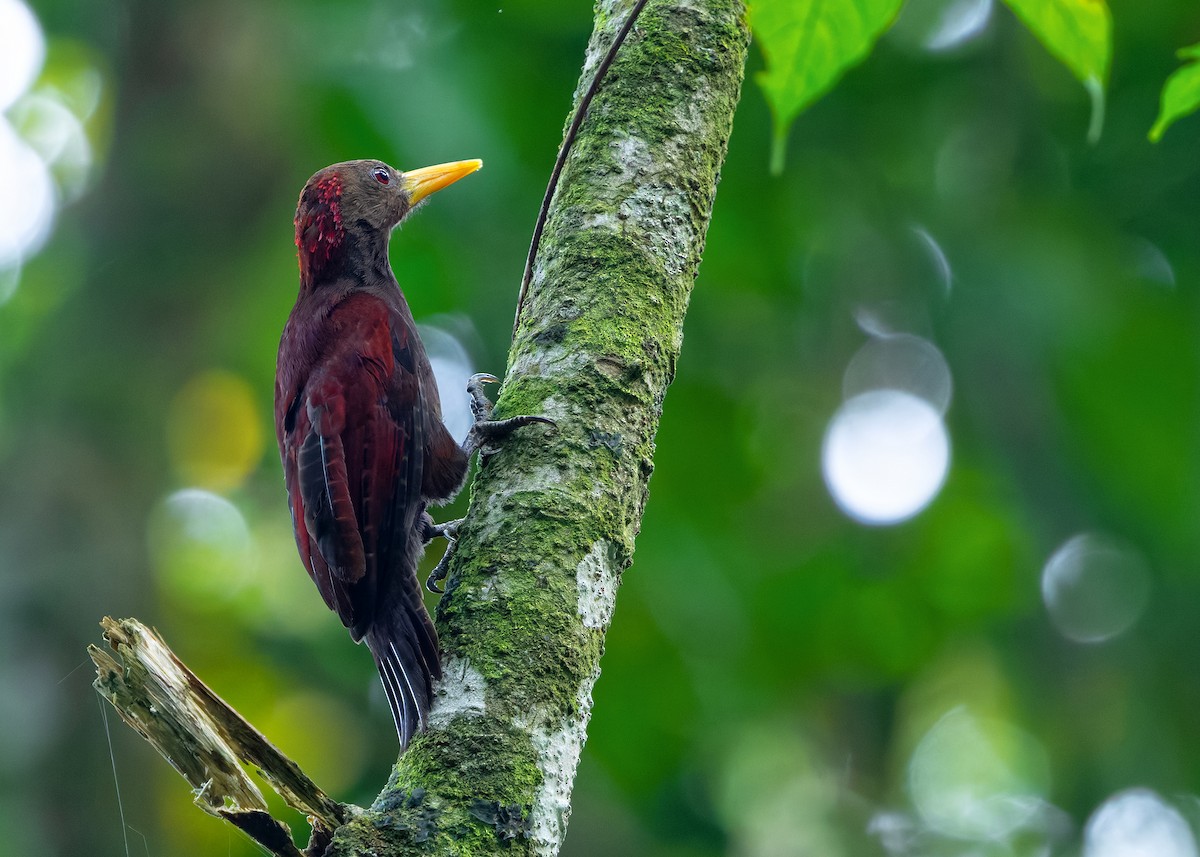 Maroon Woodpecker - ML646281872