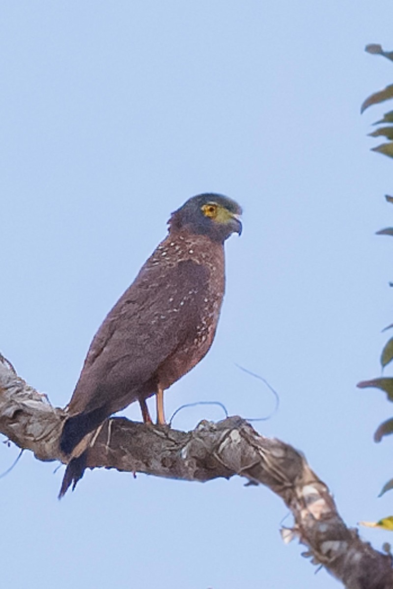 Philippine Serpent-Eagle - ML646281880