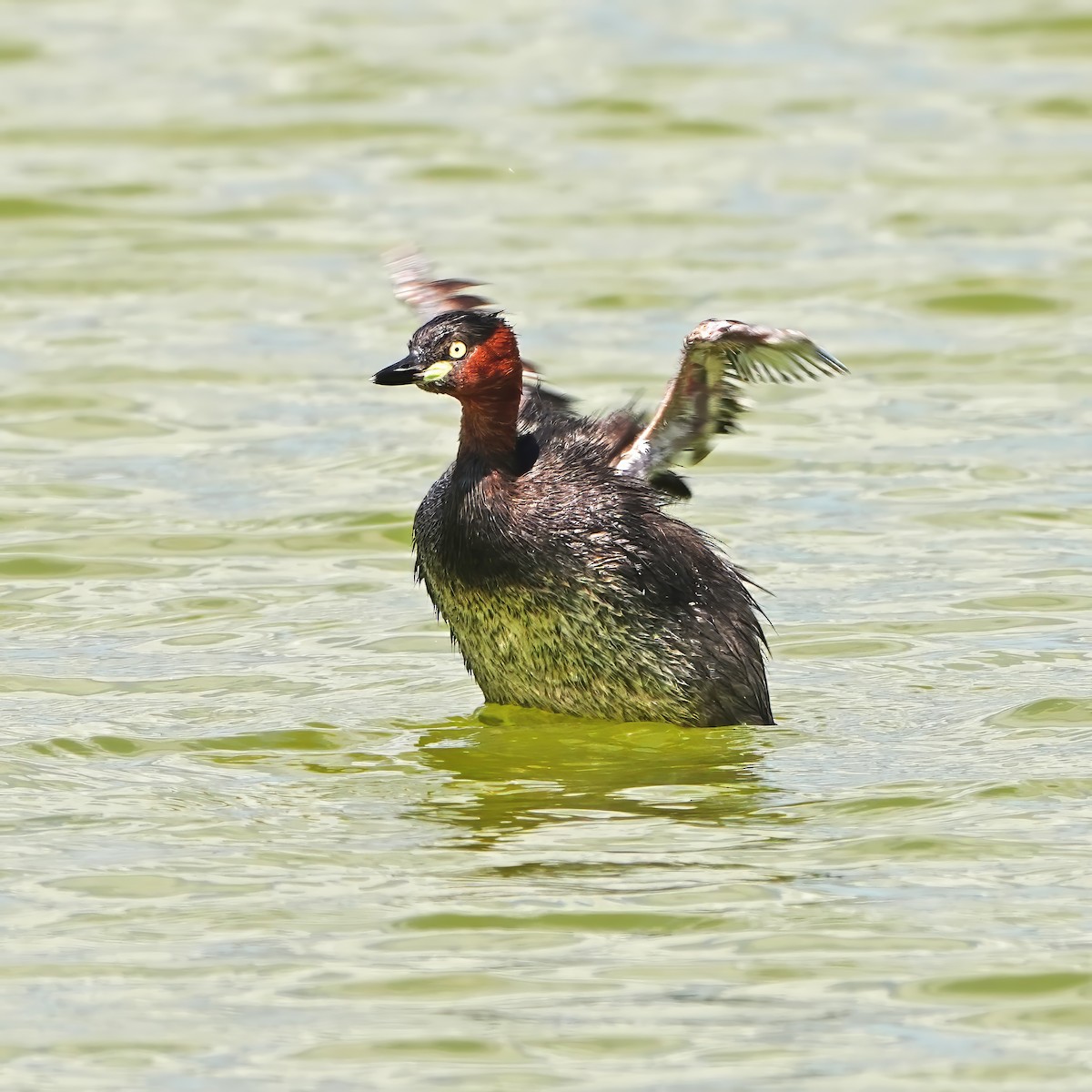 Little Grebe - ML646281881