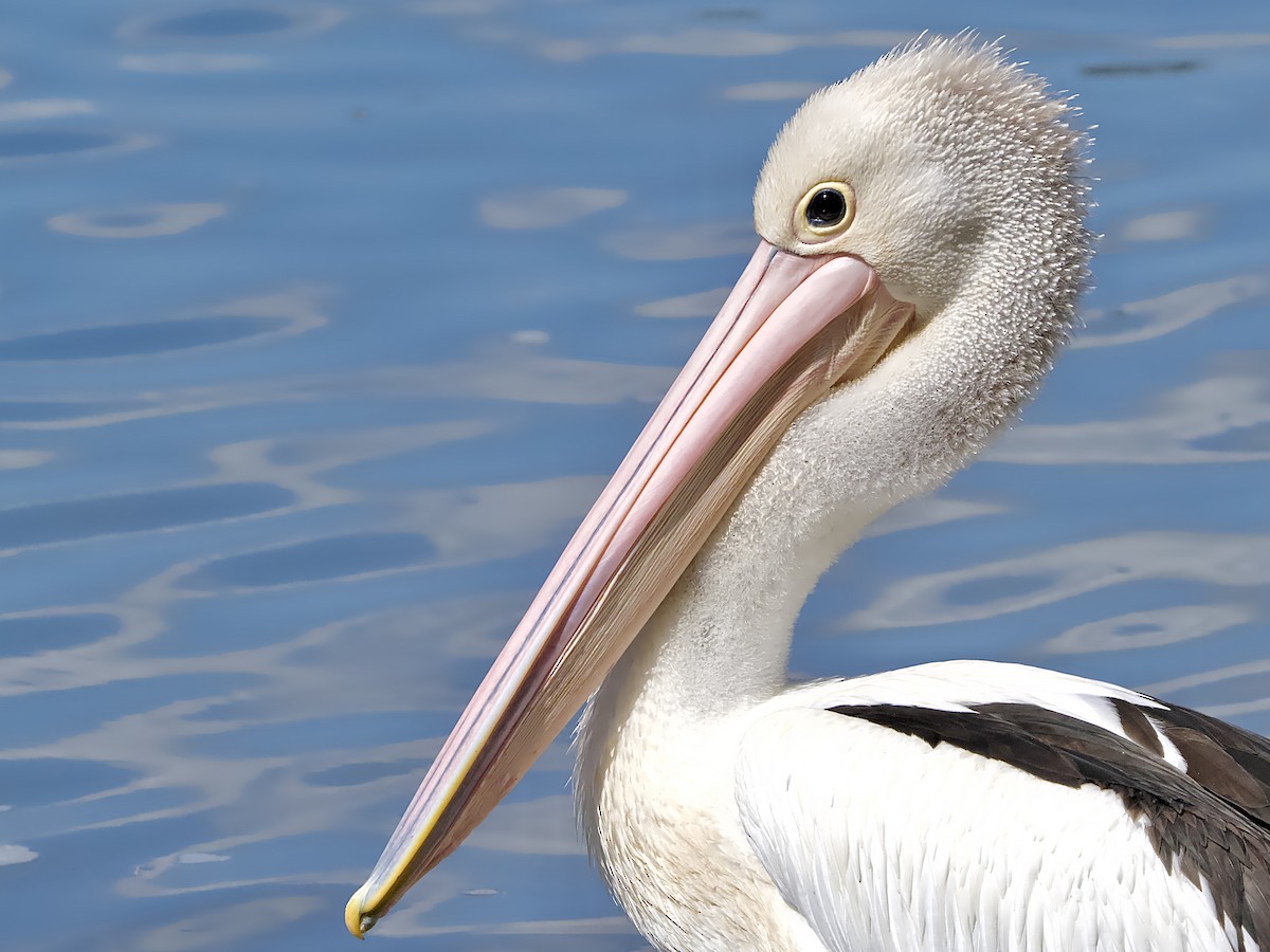 Australian Pelican - ML646281894