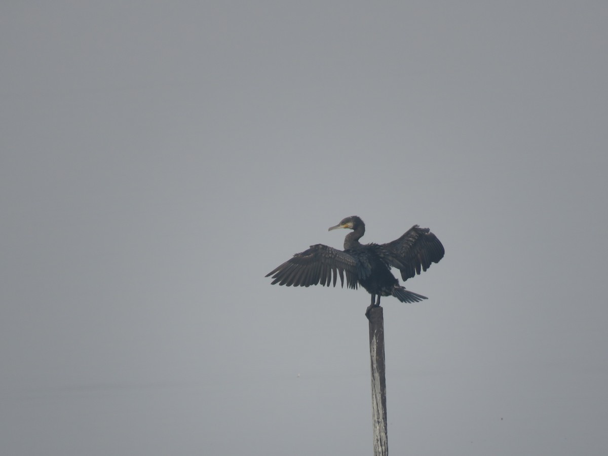 Great Cormorant - ML646281895