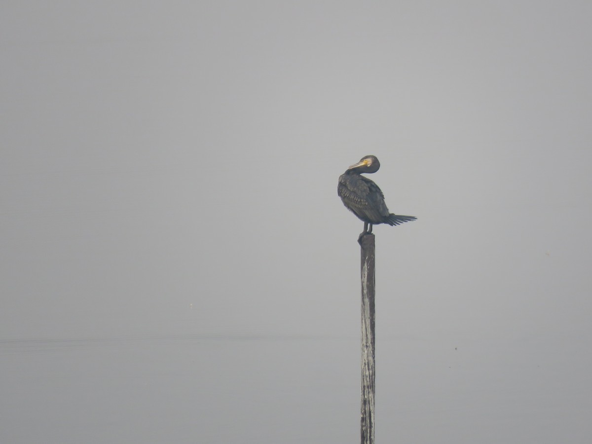 Great Cormorant - ML646281896