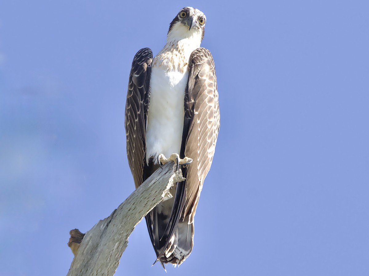Osprey - ML646281899