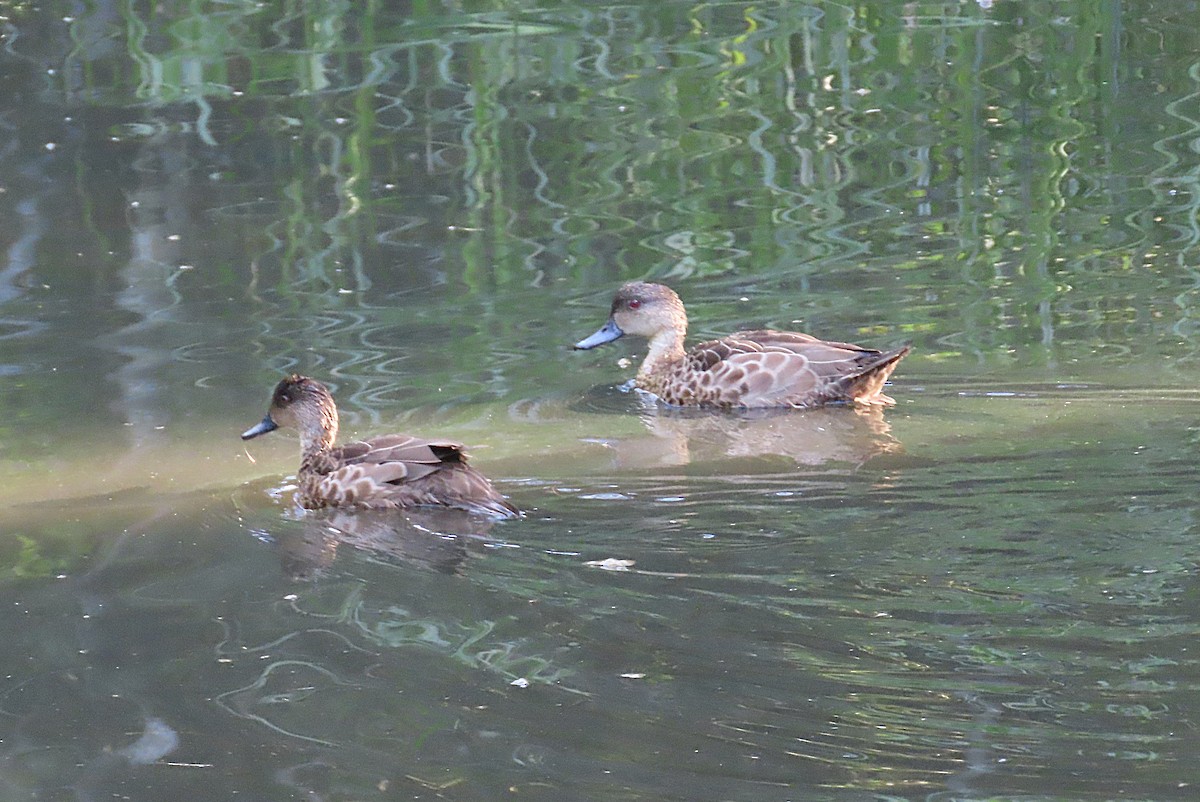 Chestnut Teal - ML646281900