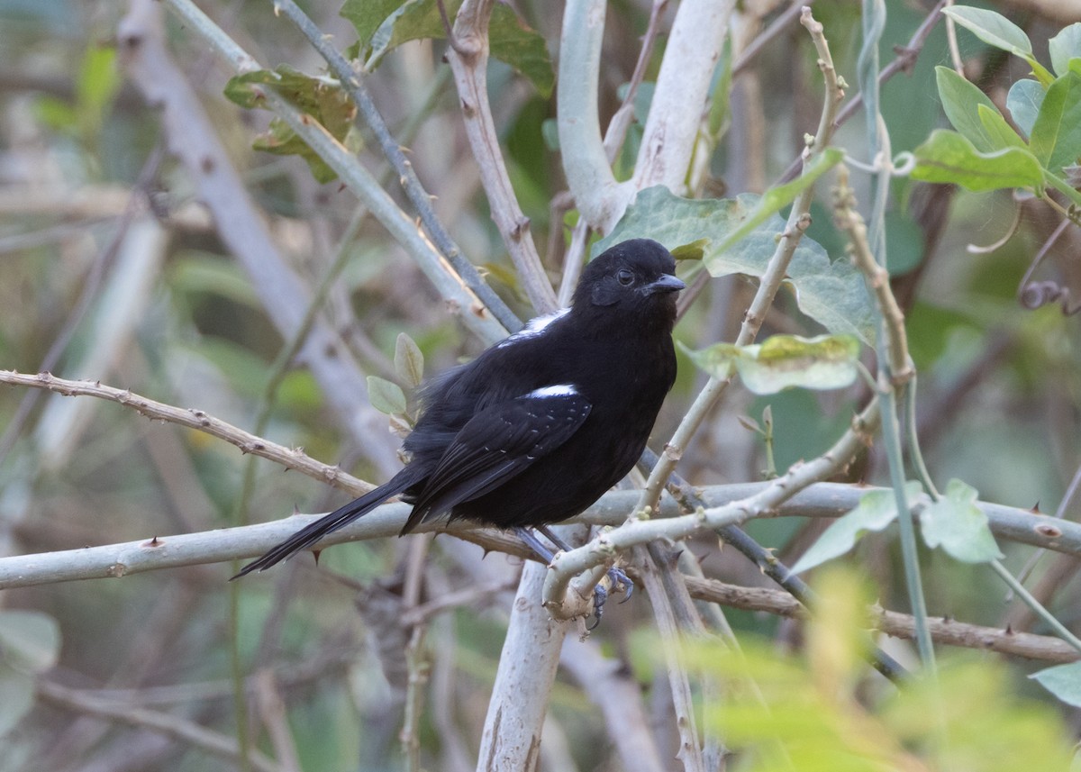Mato Grosso Antbird - ML646281904