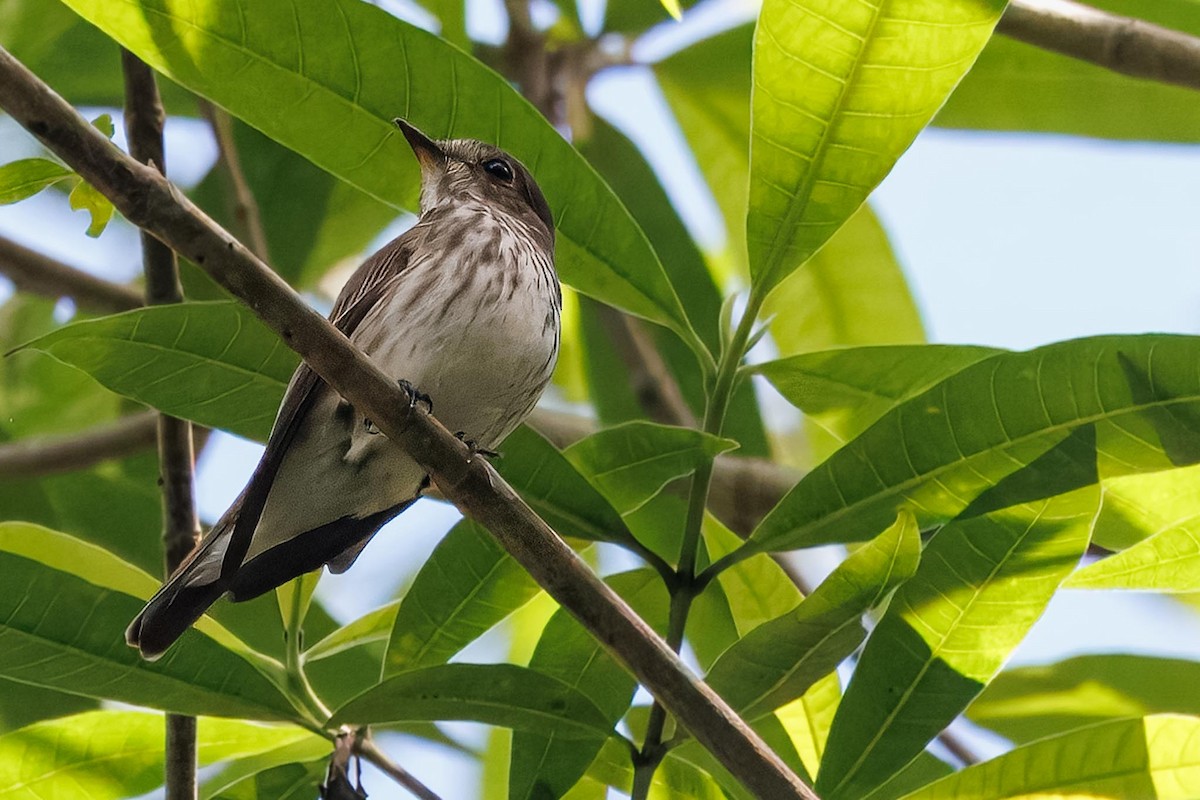 灰斑鶲 - ML646281907