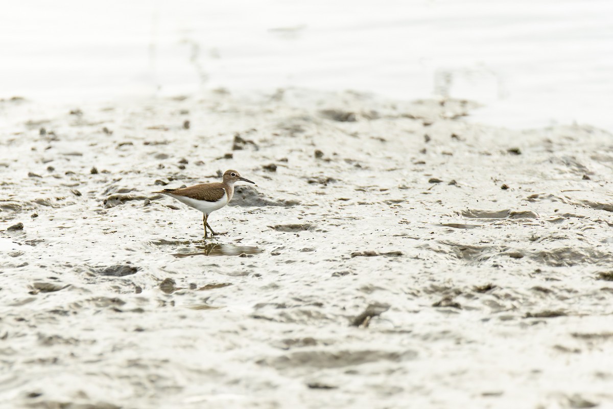 Common Sandpiper - ML646281911