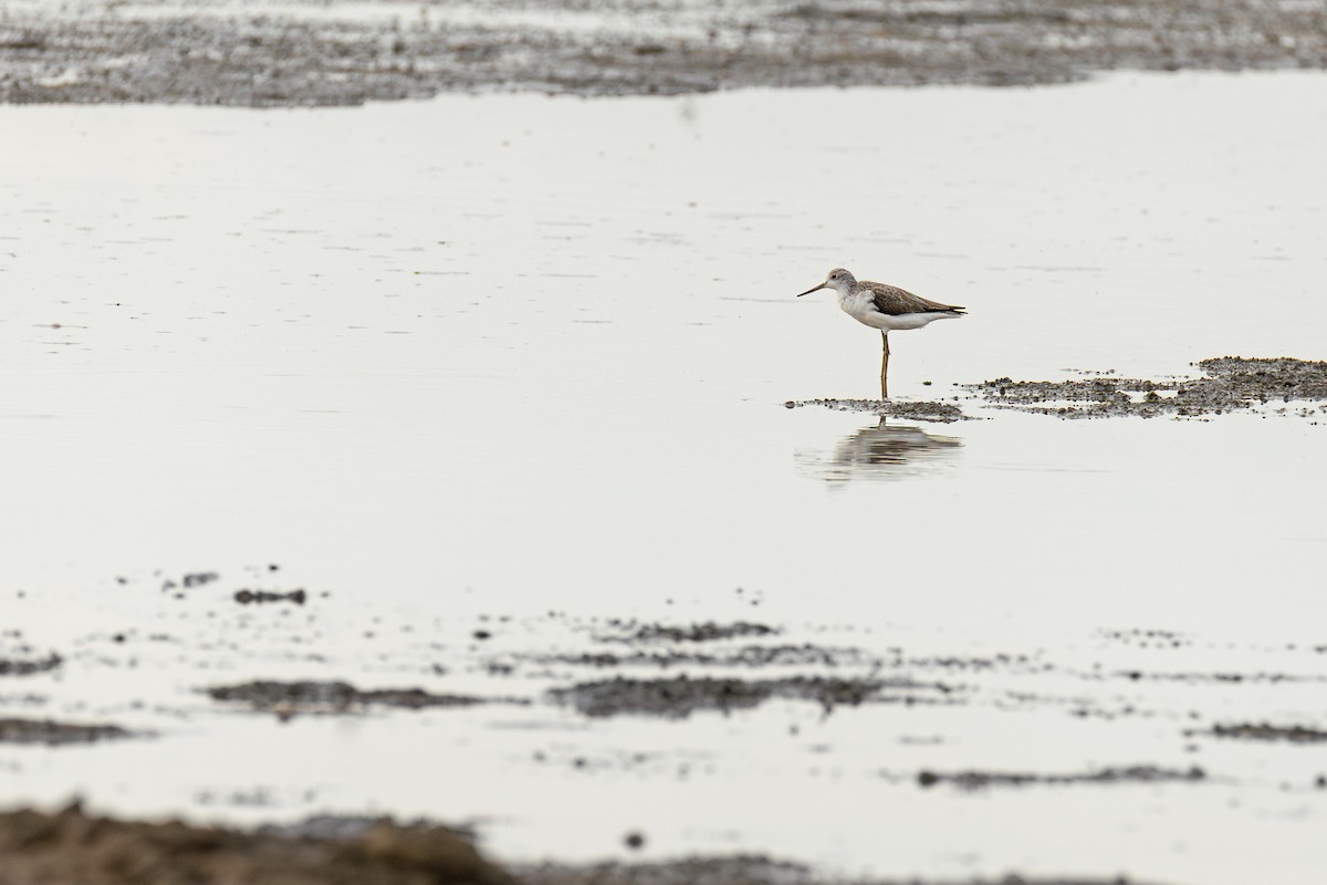 Common Greenshank - ML646281915