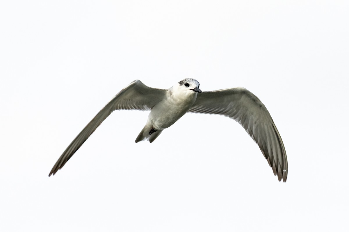 Whiskered Tern - ML646281917