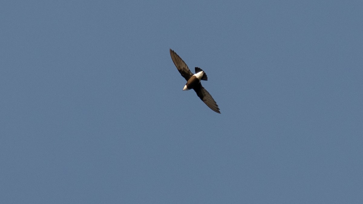 White-throated Needletail - ML646281921