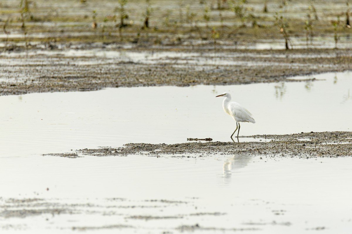 Aigrette garzette - ML646281924