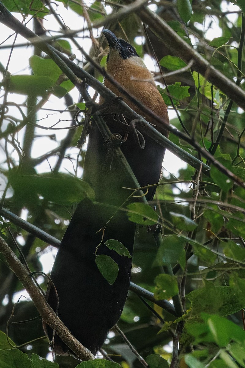 Black-faced Coucal - ML646281925