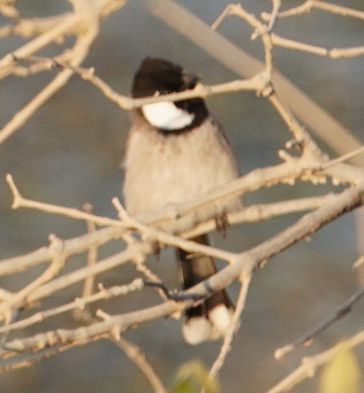 White-eared Bulbul - ML646281926