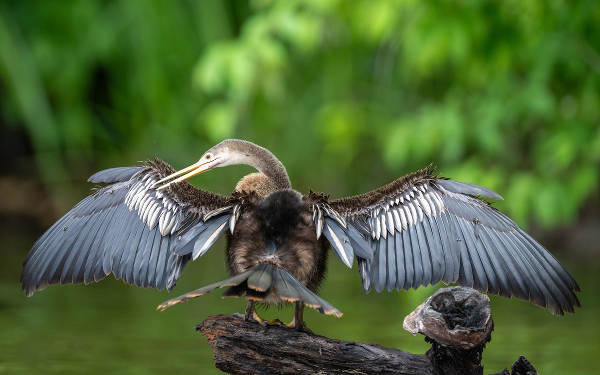 Anhinga - ML646281928