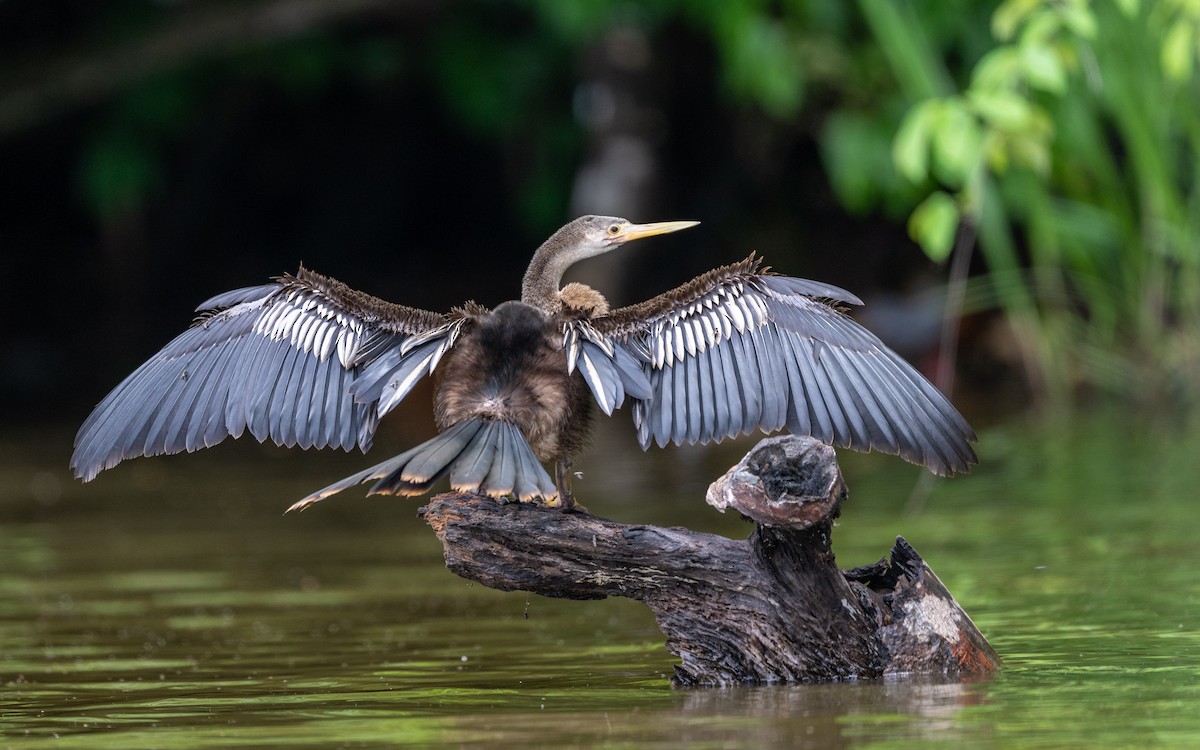 Anhinga - ML646281929