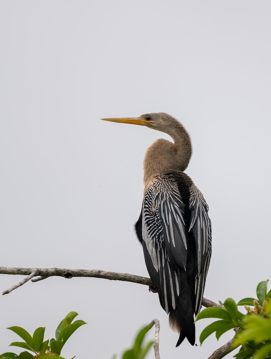 Anhinga - ML646281930